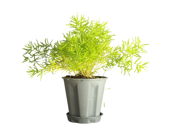 Asparagus Fuzzyfern Frizz Seed Raw / 250 Seeds / Untreated