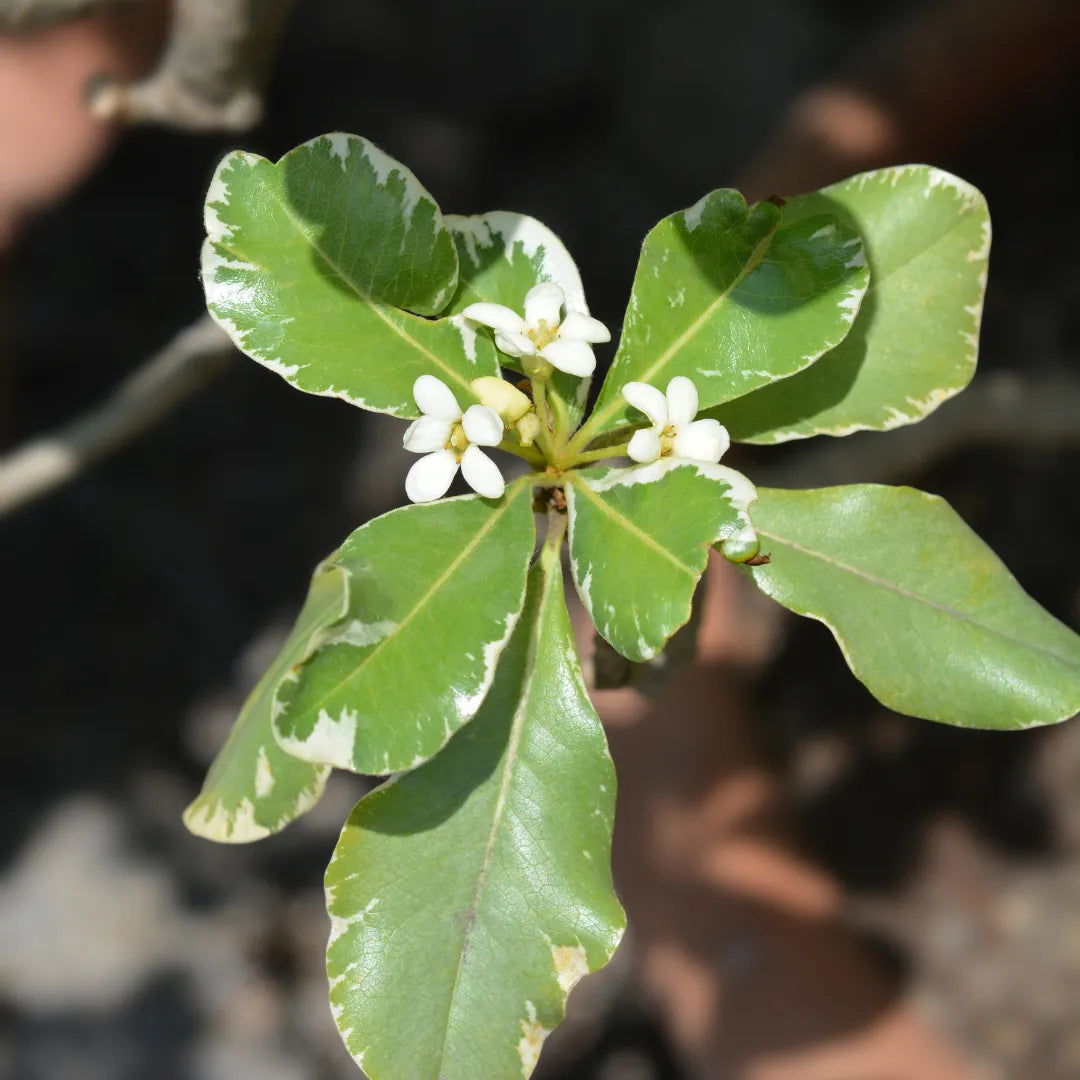 Buy Pittosporom Torbira Variegated - Lalitenterprise