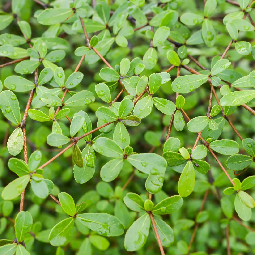 Terminalia Green Plant - Lalit Enterprise