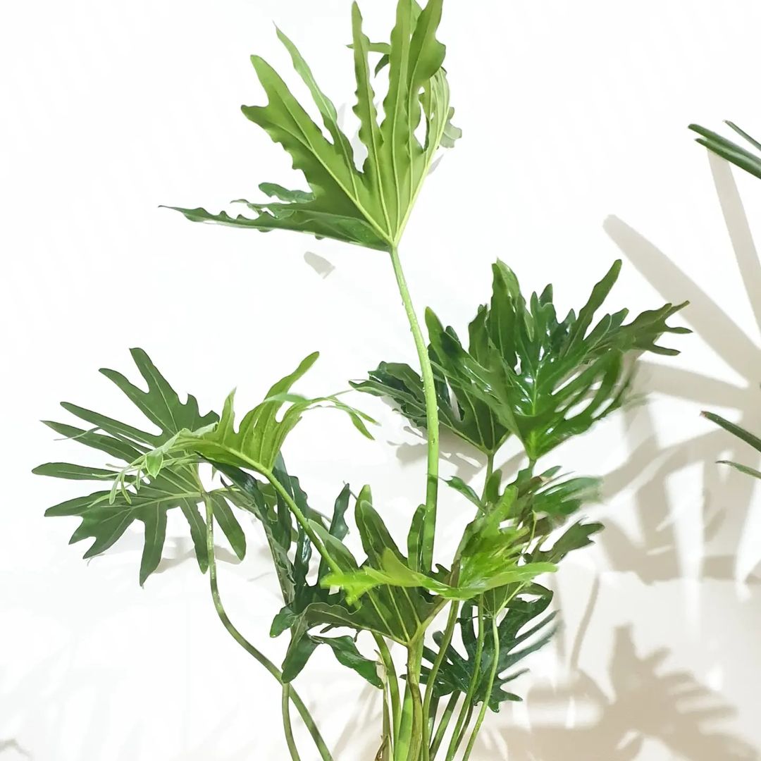 Buy Philodendron Hope - Lalit Enterprise