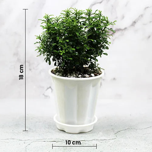 Buy Best Indoor plant - Lalit Enterprise