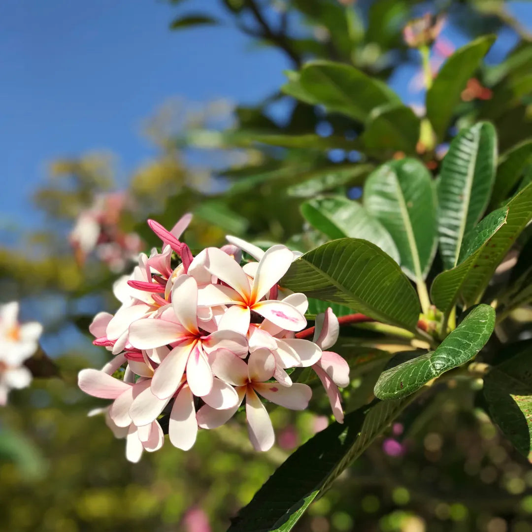 Dwarf Singapore Champa "Plumeria" - Plant (Pink and White Color)