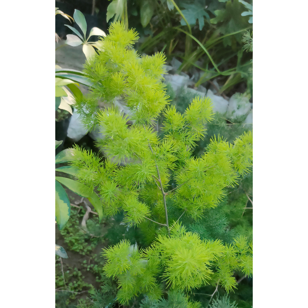 Buy Chinese Ming Fern Plant - Lalitenterprise