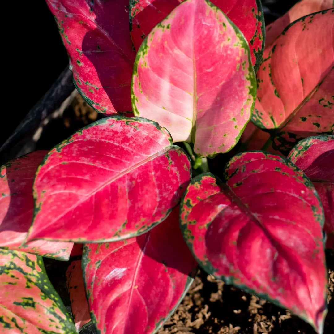 Buy Aglaonema Anjamani Plant - Lalitenterprise