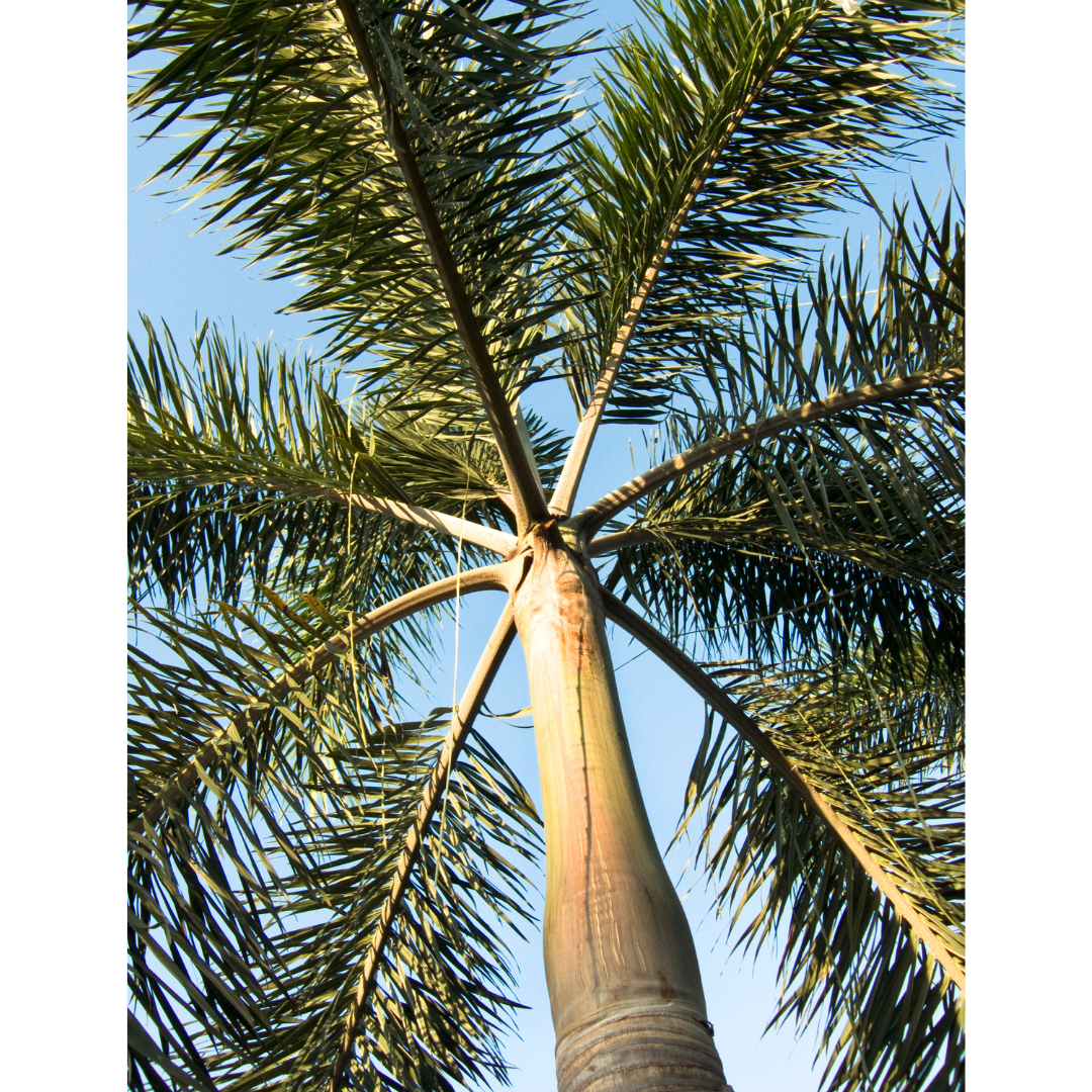 Buy Low maintenance Plant - Lalit Enterprise
