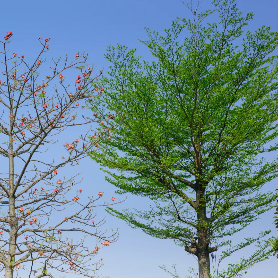 Buy Terminalia Mantaly Plant - Lalitenterprise