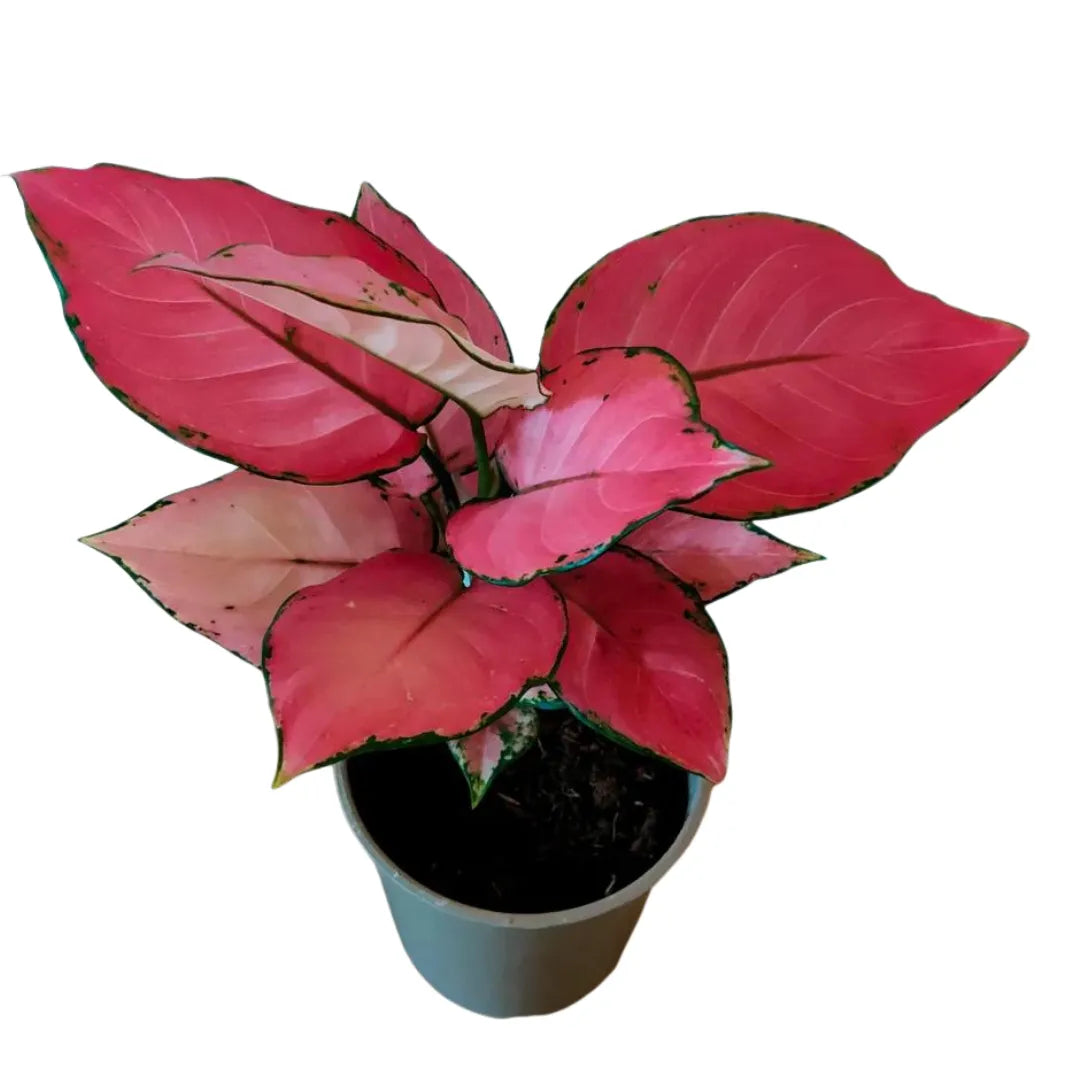 Aglaonema 