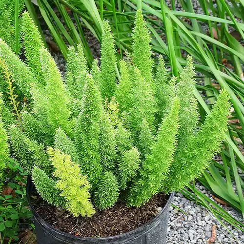 Pack of 4 Best Asparagus Fern Plants