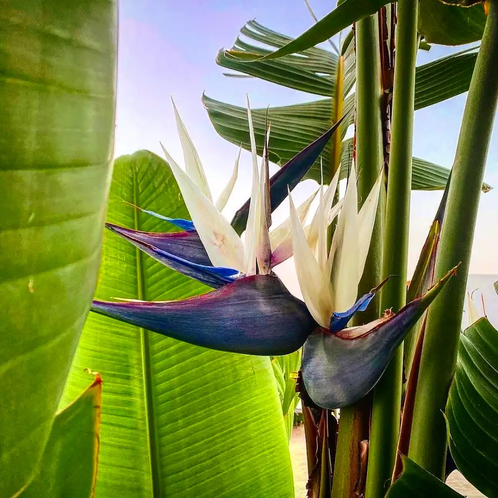 Buy White Bird-of-Paradise -Lalit Enterprise