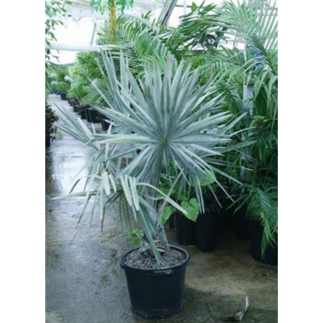 Buy Bismarck Palm - Lalit Enterprise