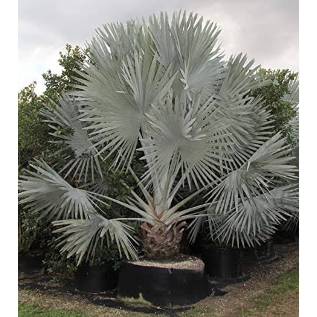 Buy Best Landscaping Palm - Lalit Enterprise