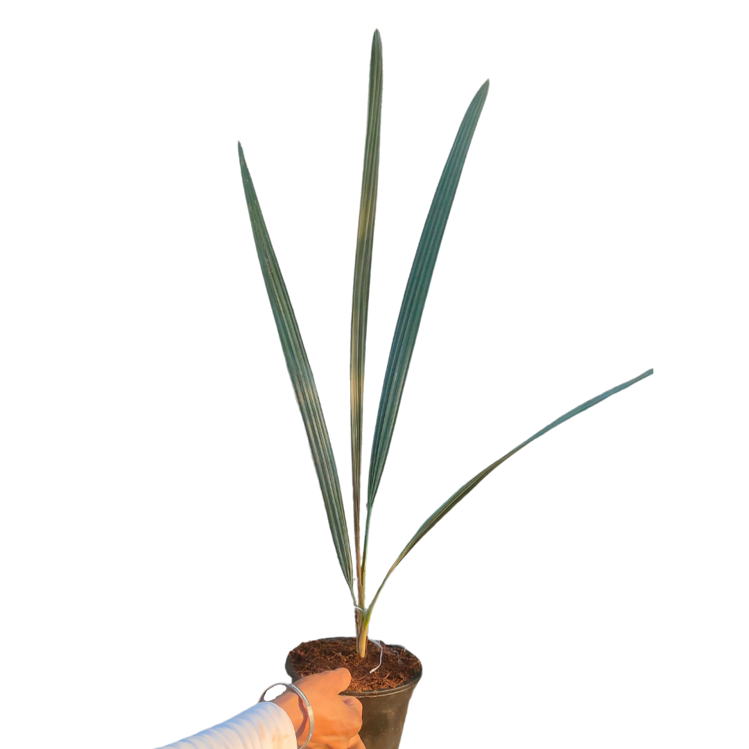 Buy Palm Plant - Lalit Enterprise