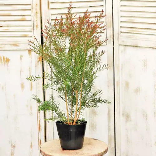 Buy Bottle Brush Plant - Lalit Enterprise