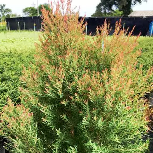 Buy Red Cascade Plant - Lalit Enterprise