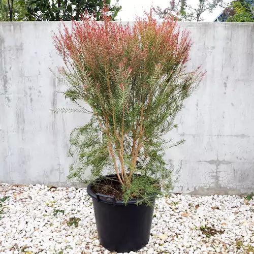 Buy Callistemon Plant - Lalit Enterprise