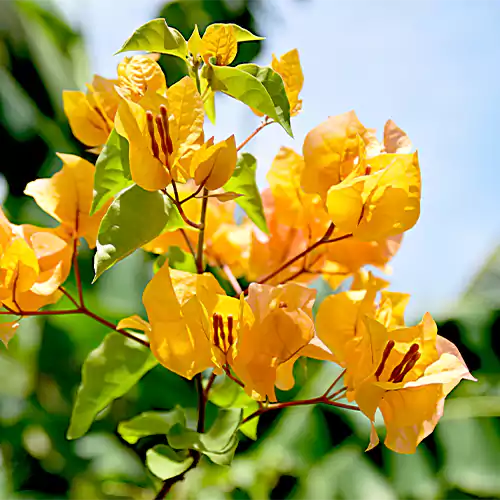 Buy Bougainvillea "Yellow" - Plant Online at Lalitenterprise