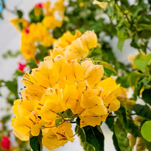 Buy Bougainvillea "Yellow" - Plant Online at Lalitenterprise