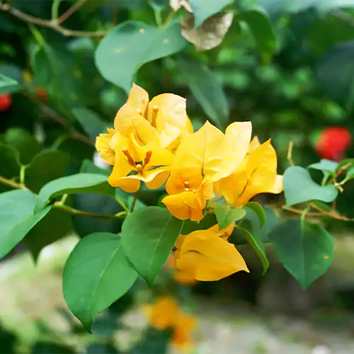 Buy Bougainvillea "Yellow" - Plant Online at Lalitenterprise