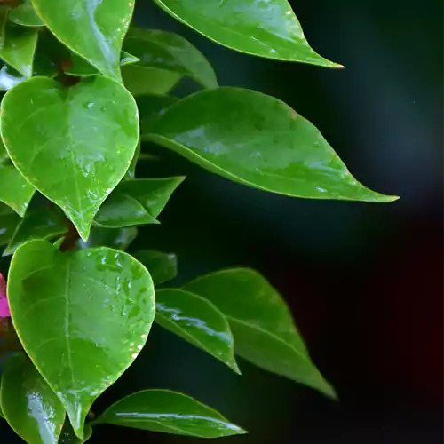 Buy Bougainvillea "Red" - Plant Online at Lalitenterprise