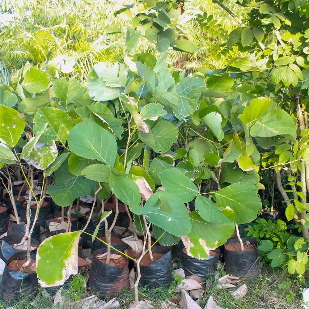 Buy White Palash Plant - Lalit Enterprise