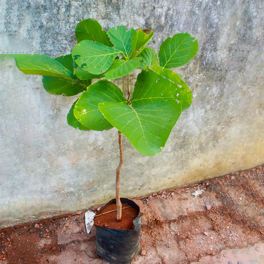 Buy Safed Palash Plant - Lalit Enterprise