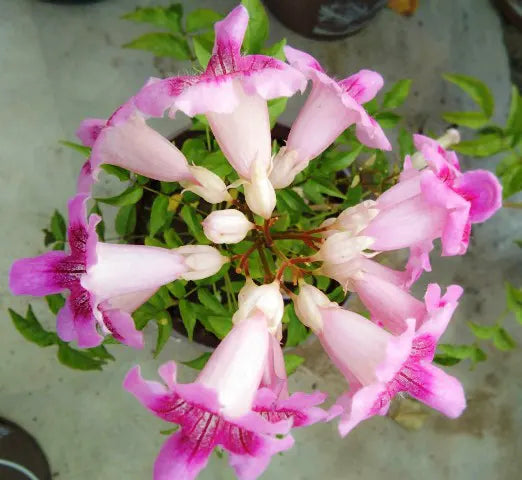 Buy Tecoma Pink Vine Plant - Lalit Enterprise