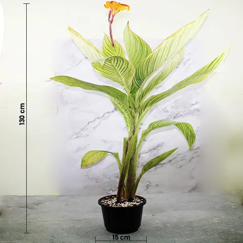 Buy Canna Lily Variegated - Plant Online at Lalitenterprise