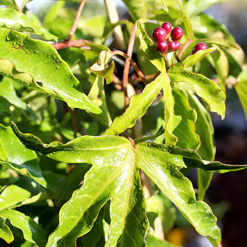 Buy Ipomoea Horsfalliae - Plant Online at Lalitenterprise