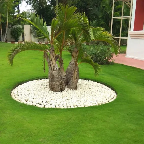 Pack of 7 Landscaping Palm Plant