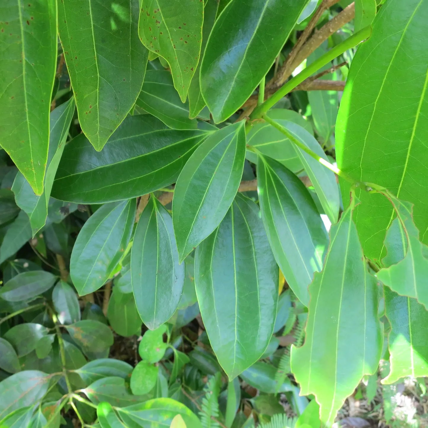 Buy Dalchini Plant - Lalit Enterprise