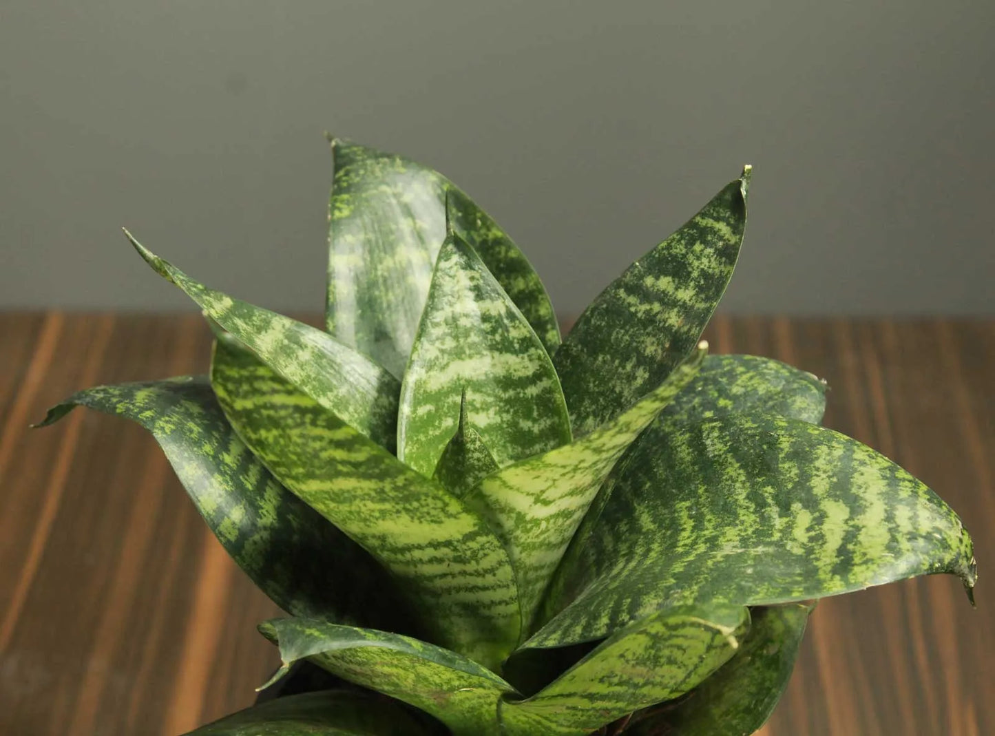 Buy Dwarf Sansevieria Plant - Lalit Enterprise