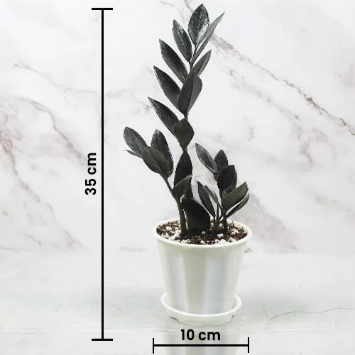 Combo Pack of 2 ZZ Plant -Indoor