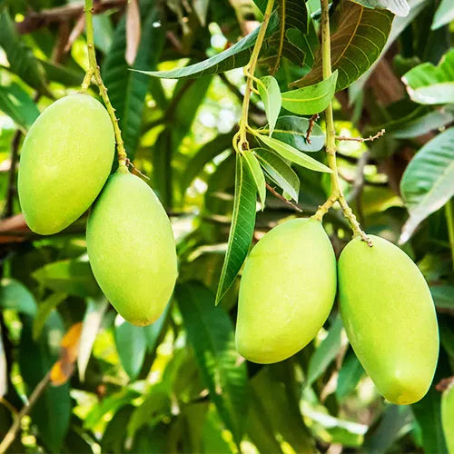 Buy Dasheri Aam Plant - Lalit Enterprise