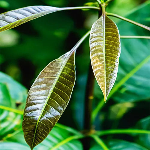 Buy Dasheri Mango Pl;ant - Lalit Enterprise