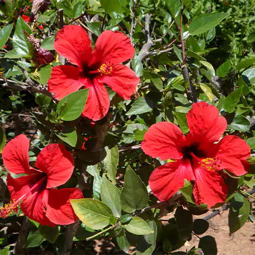 Desi Hibiscus Flower Plant, Gudhal – Red