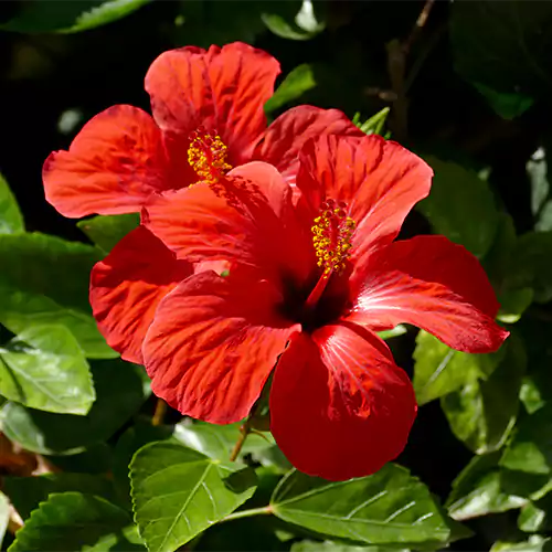 Desi Hibiscus Flower Plant, Gudhal – Red