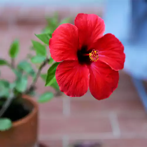 Desi Hibiscus Flower Plant, Gudhal – Red