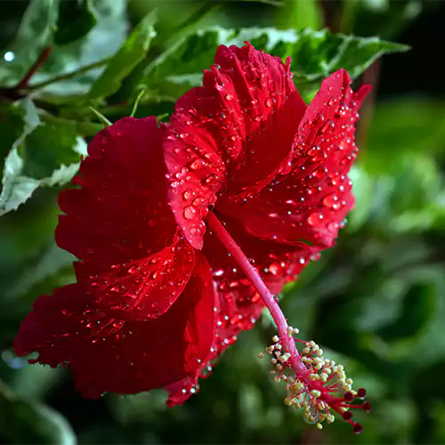Desi Hibiscus Flower Plant, Gudhal – Red