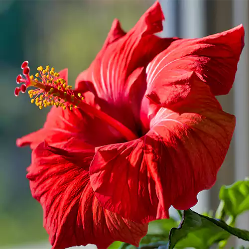 Desi Hibiscus Flower Plant, Gudhal – Red
