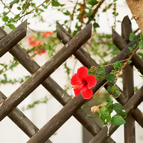 Desi Hibiscus Flower Plant, Gudhal – Red