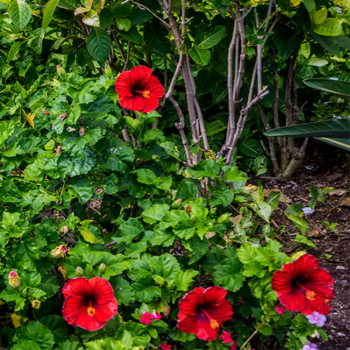 Desi Hibiscus Flower Plant, Gudhal – Red