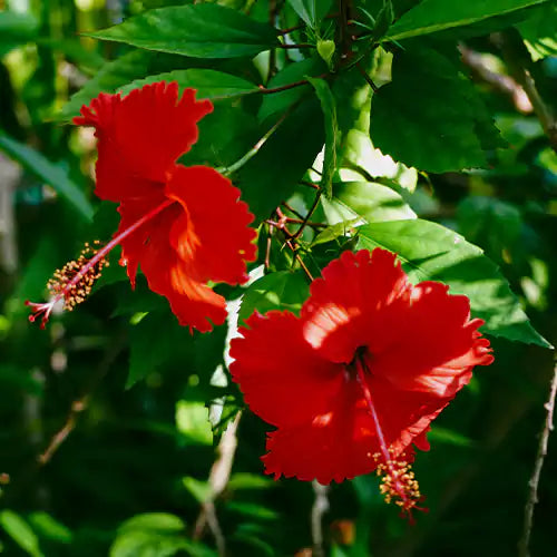 Desi Hibiscus Flower Plant, Gudhal – Red