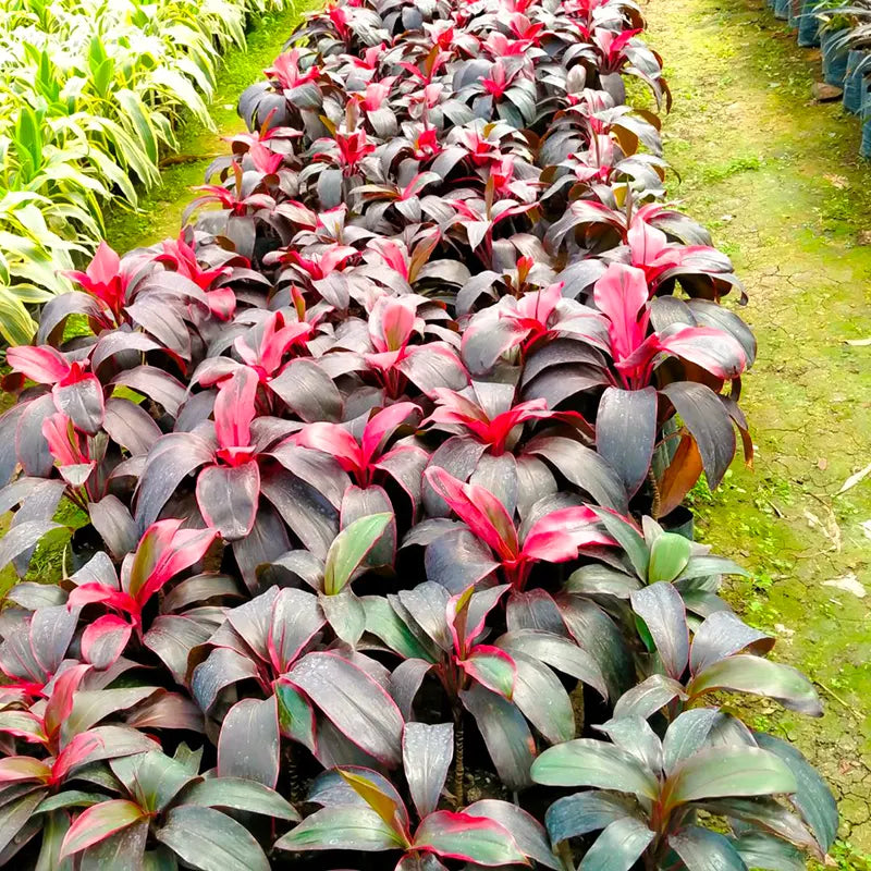 Buy Dracaena Red Ruby Plant Online at Lalitenterprise