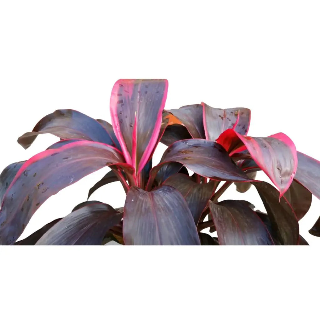 Buy Dracaena Red Ruby Plant Online at Lalitenterprise