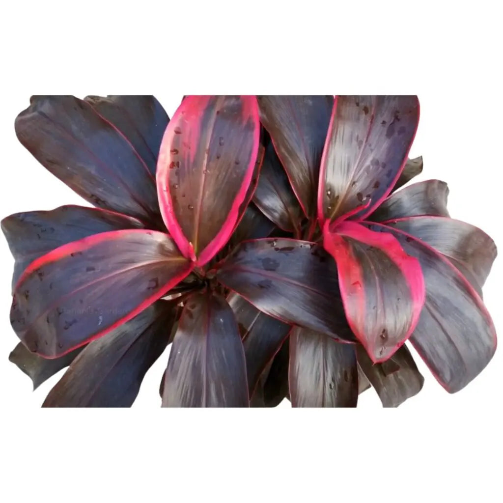 Buy Dracaena Red Ruby Plant Online at Lalitenterprise