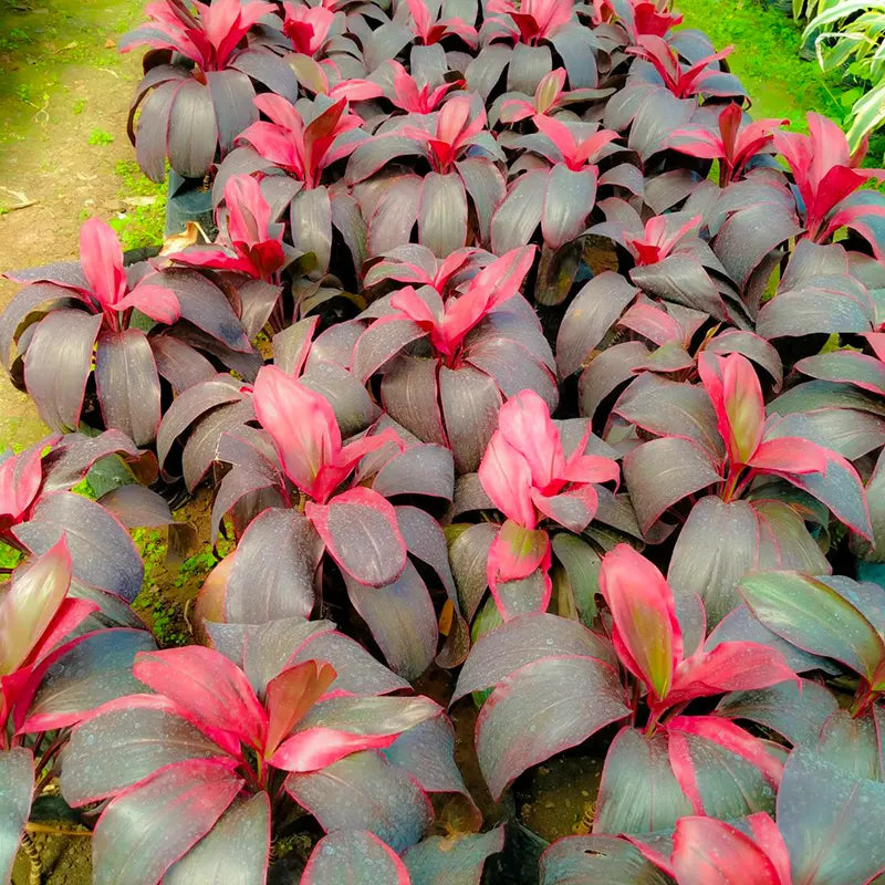 Buy Dracaena Red Ruby Plant Online at Lalitenterprise