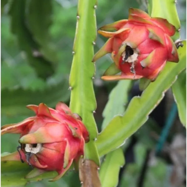 Buy Fruiting Plant - Lalit Enterprise