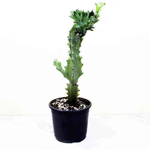 Dragon Fruit Plant - Lalit Enterprise