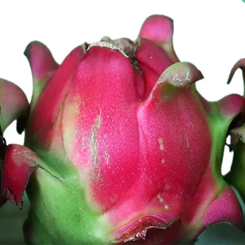 Buy Best Fruiting Plant - Lalit Enterprise