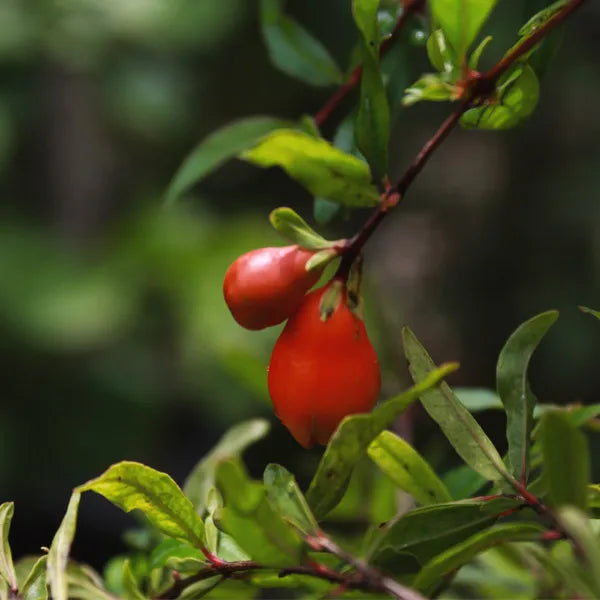 Grafted Pomegranate Plant - Lalit Enterprise